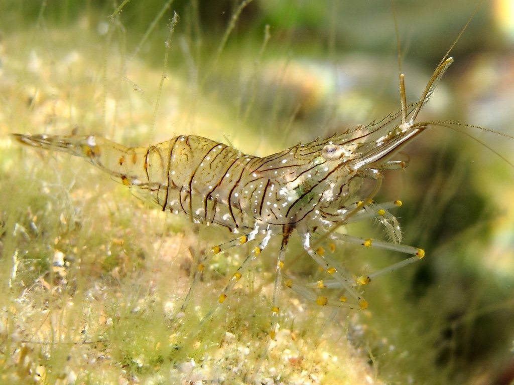 Differenze tra Palaemon serratus e Palaemon elegans